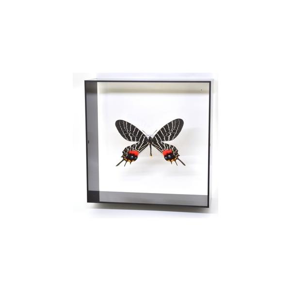 ラブリーインセクト・コレクションは、世界に１００万種いるとも言われる昆虫の中から、昆虫標本作りのプロが特に選び出した、美しく珍しい種類を、繊細な技術で極上の標本に仕上げた新感覚のネイチャー・コレクションです。【内容】アクリルフレーム（黒）1...