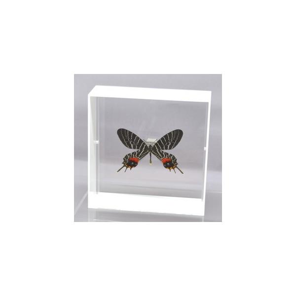 ラブリーインセクト・コレクションは、世界に１００万種いるとも言われる昆虫の中から、昆虫標本作りのプロが特に選び出した、美しく珍しい種類を、繊細な技術で極上の標本に仕上げた新感覚のネイチャー・コレクションです。【内容】アクリルフレーム（白）1...