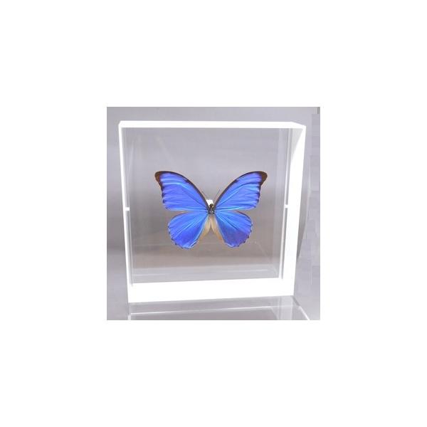 【内容】アクリルフレーム（白）1点アナクシビアモルフォの標本1点蝶の説明カード1点※展示例の小物などは含まれておりません。※モルフォ蝶の胴体は油分を多く含み傷むためカットしてあります。【サイズ】アクリルフレーム：200ｍｍｘ200ｍｍｘ55...