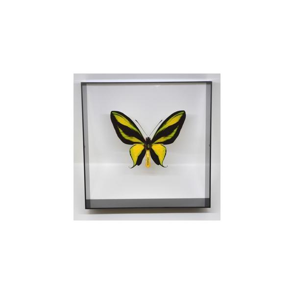ラブリーインセクト・コレクションは、世界に１００万種いるとも言われる昆虫の中から、昆虫標本作りのプロが特に選び出した、美しく珍しい種類を、繊細な技術で極上の標本に仕上げた新感覚のネイチャー・コレクションです。【内容】アクリルフレーム（黒）1...