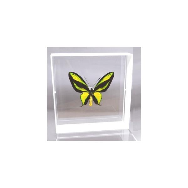 ラブリーインセクト・コレクションは、世界に１００万種いるとも言われる昆虫の中から、昆虫標本作りのプロが特に選び出した、美しく珍しい種類を、繊細な技術で極上の標本に仕上げた新感覚のネイチャー・コレクションです。【内容】アクリルフレーム（白）1...