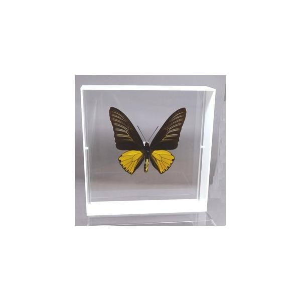 ラブリーインセクト・コレクションは、世界に１００万種いるとも言われる昆虫の中から、昆虫標本作りのプロが特に選び出した、美しく珍しい種類を、繊細な技術で極上の標本に仕上げた新感覚のネイチャー・コレクションです。【内容】アクリルフレーム（白）1...