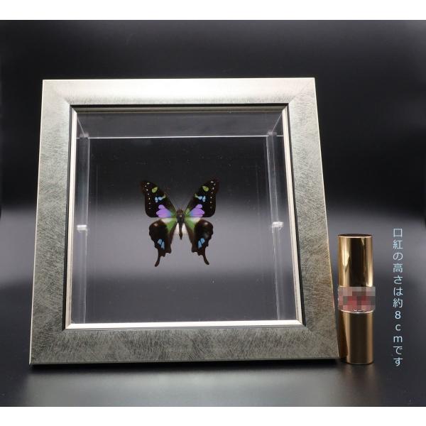 【内容】ライトフレーム1点ミイロタイマイの標本1点木台1点蝶の説明カード1点※展示例の小物などは含まれておりません。【サイズ】ライトフレーム部：190ｍｍｘ190ｍｍｘ13ｍｍアクリルフレーム部：150ｍｍｘ150ｍｍｘ47ｍｍ木台：150...