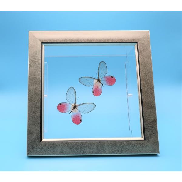 【内容】ライトフレーム1点スカシジャノメの標本1点（2頭セット）木台1点蝶の説明カード1点※展示例の小物などは含まれておりません。【サイズ】ライトフレーム部：190ｍｍｘ190ｍｍｘ13ｍｍアクリルフレーム部：150ｍｍｘ150ｍｍｘ47ｍ...