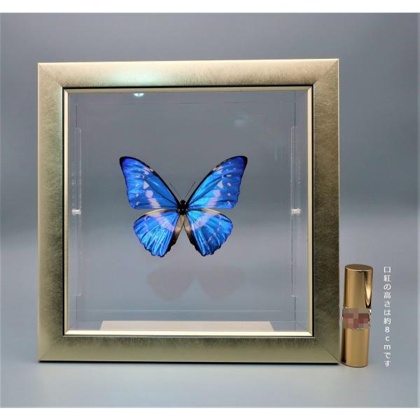 【内容】ライトフレーム1点キプリスモルフォの標本1点木台1点蝶の説明カード1点※展示例の小物などは含まれておりません。※モルフォ蝶の胴体は油分を多く含み傷むためカットしてあります。【サイズ】ライトフレーム部：240ｍｍｘ240ｍｍｘ13ｍｍ...