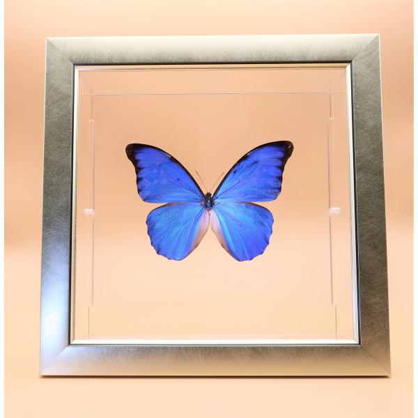 【内容】ライトフレーム1点アナクシビアモルフォの標本1点木台1点蝶の説明カード1点※展示例の小物などは含まれておりません。※モルフォ蝶の胴体は油分を多く含み傷むためカットしてあります。【サイズ】ライトフレーム部：240ｍｍｘ240ｍｍｘ13...