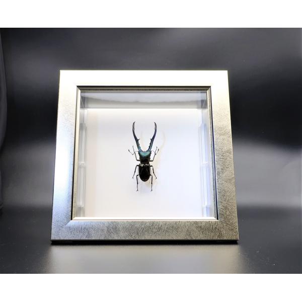 【内容】ライトフレーム1点メタリフェールホソアカクワガタの標本1点木台1点昆虫の説明カード1点【サイズ】ライトフレーム部：190ｍｍｘ190ｍｍｘ13ｍｍアクリルフレーム部：150ｍｍｘ150ｍｍｘ47ｍｍ木台：150ｍｍｘ50ｍｍｘ6ｍｍ...