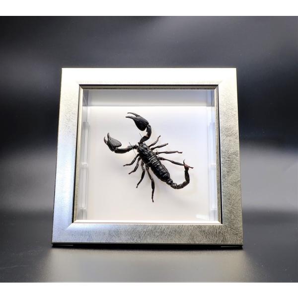 【内容】ライトフレーム1点クロオオサソリの標本1点木台1点昆虫の説明カード1点【サイズ】ライトフレーム部：190ｍｍｘ190ｍｍｘ13ｍｍアクリルフレーム部：150ｍｍｘ150ｍｍｘ47ｍｍ木台：150ｍｍｘ50ｍｍｘ6ｍｍ昆虫の大きさは画...