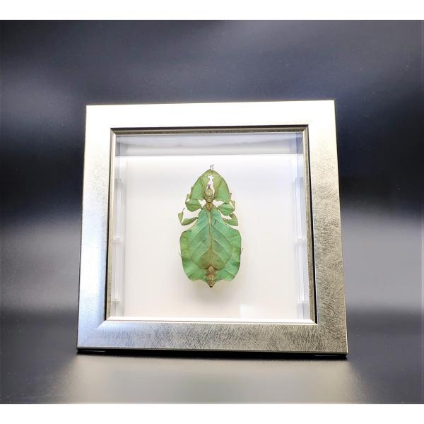 【内容】ライトフレーム1点コノハムシの標本1点木台1点昆虫の説明カード1点【サイズ】ライトフレーム部：190ｍｍｘ190ｍｍｘ13ｍｍアクリルフレーム部：150ｍｍｘ150ｍｍｘ47ｍｍ木台：150ｍｍｘ50ｍｍｘ6ｍｍ昆虫の大きさは画像を...