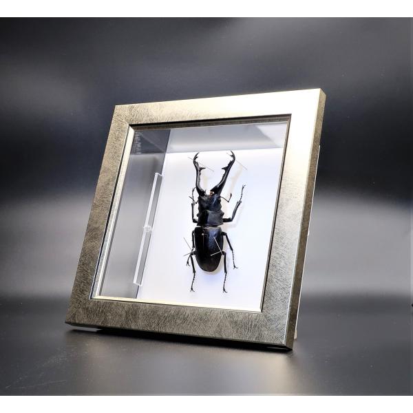 昆虫の標本 ギラファノコギリクワガタ P.giraffa ライトフレ