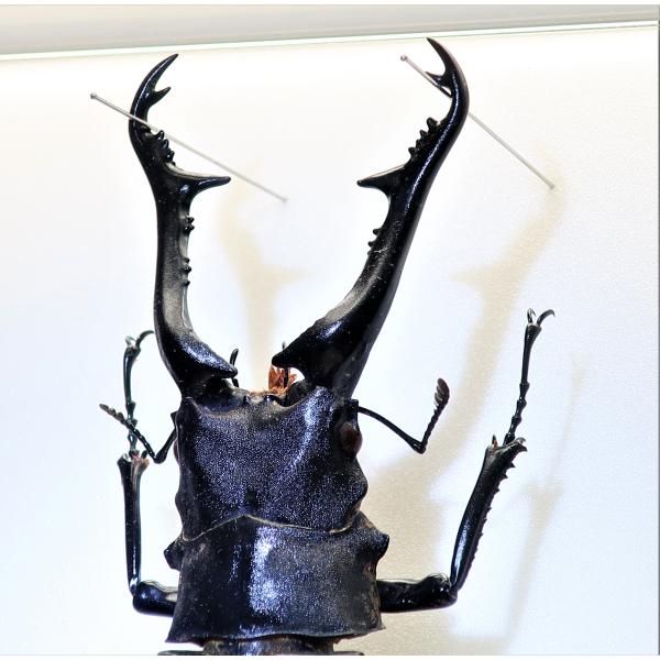 昆虫の標本 ギラファノコギリクワガタ P.giraffa ライトフレ