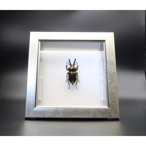 【内容】ライトフレーム1点ニジイロクワガタの標本1点木台1点昆虫の説明カード1点【サイズ】ライトフレーム部：190ｍｍｘ190ｍｍｘ13ｍｍアクリルフレーム部：150ｍｍｘ150ｍｍｘ47ｍｍ木台：150ｍｍｘ50ｍｍｘ6ｍｍ昆虫の大きさは...