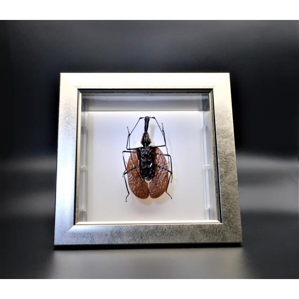 【内容】ライトフレーム1点バイオリンムシの標本1点木台1点昆虫の説明カード1点【サイズ】ライトフレーム部：190ｍｍｘ190ｍｍｘ13ｍｍアクリルフレーム部：150ｍｍｘ150ｍｍｘ47ｍｍ木台：150ｍｍｘ50ｍｍｘ6ｍｍ昆虫の大きさは画...