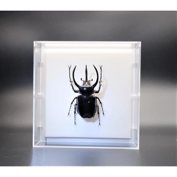 【内容】アクリルフレーム1点（5面透明、背面のみ白色）アトラスカブトの標本1点昆虫の説明カード1点【サイズ】アクリルフレーム：150ｍｍｘ150ｍｍｘ55ｍｍ昆虫の大きさは画像を参考になさってください。なお、天然の昆虫を使用しているため大き...