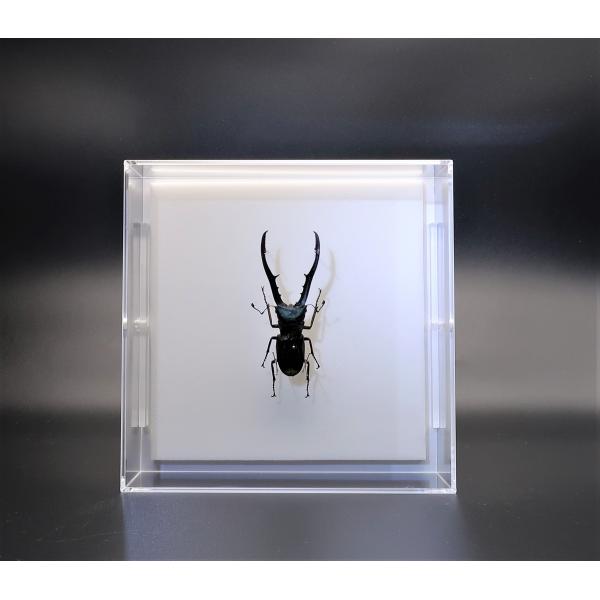 【内容】アクリルフレーム1点（5面透明、背面のみ白色）メタリフェールホソアカクワガタの標本1点昆虫の説明カード1点【サイズ】アクリルフレーム：150ｍｍｘ150ｍｍｘ55ｍｍ昆虫の大きさは画像を参考になさってください。なお、天然の昆虫を使用...