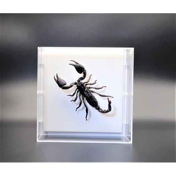 【内容】アクリルフレーム1点（5面透明、背面のみ白色）クロオオサソリの標本1点昆虫の説明カード1点【サイズ】アクリルフレーム：150ｍｍｘ150ｍｍｘ55ｍｍ昆虫の大きさは画像を参考になさってください。なお、天然の昆虫を使用しているため大き...