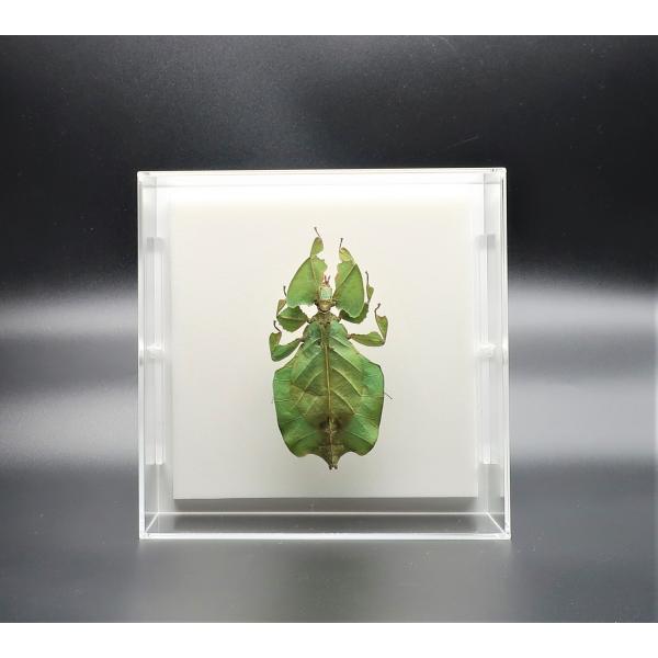 【内容】アクリルフレーム1点（5面透明、背面のみ白色）コノハムシの標本1点昆虫の説明カード1点【サイズ】アクリルフレーム：150ｍｍｘ150ｍｍｘ55ｍｍ昆虫の大きさは画像を参考になさってください。なお、天然の昆虫を使用しているため大きさ・...