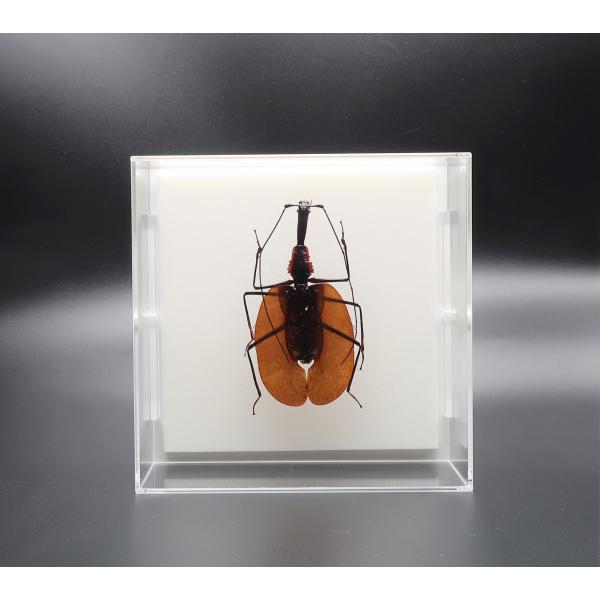 【内容】アクリルフレーム1点（5面透明、背面のみ白色）バイオリンムシの標本1点昆虫の説明カード1点【サイズ】アクリルフレーム：150ｍｍｘ150ｍｍｘ55ｍｍ昆虫の大きさは画像を参考になさってください。なお、天然の昆虫を使用しているため大き...