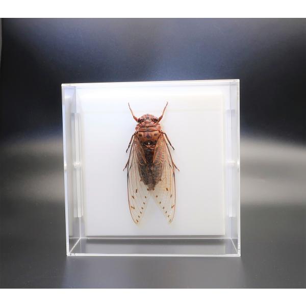 【内容】アクリルフレーム1点（5面透明、背面のみ白色）テイオウゼミの標本1点昆虫の説明カード1点【サイズ】アクリルフレーム：150ｍｍｘ150ｍｍｘ55ｍｍ昆虫の大きさは画像を参考になさってください。なお、天然の昆虫を使用しているため大きさ...