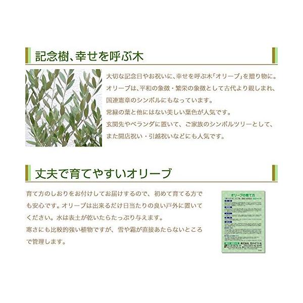 観葉植物 オリーブの木 素焼 鉢植え インテリア 毎日がバーゲンセール グリーン 7号