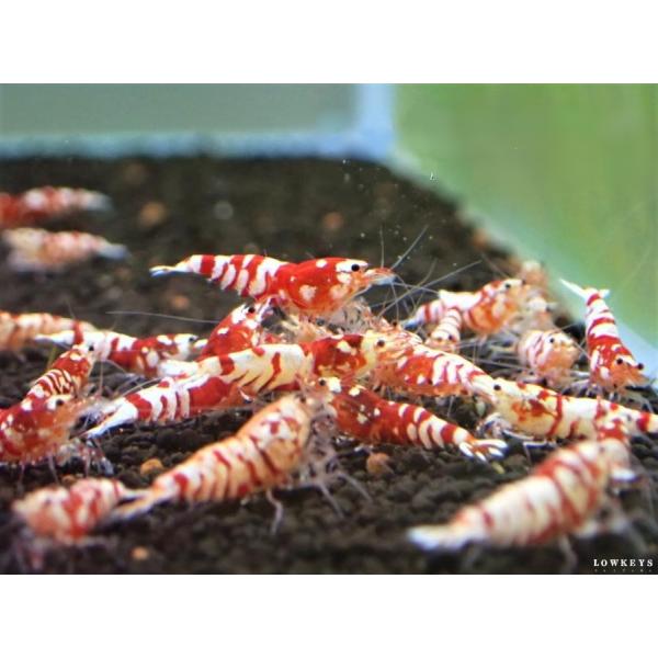 レッドファンシータイガー 10匹(+1匹補償)セット : ローキーズ