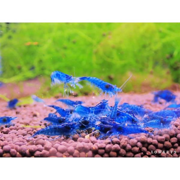 送料無料】 夢幻ブルー ベルベットダークブルーシュリンプ 30匹(+3匹