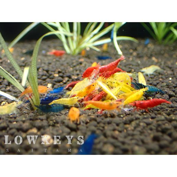 lowkeys-s_d02