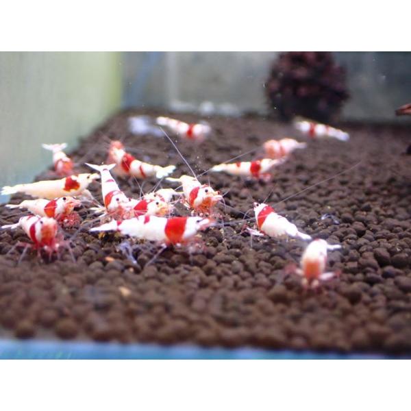 店頭でも大人気です！レッドビーシュリンプ。ピュアレッドライン！白ビーが出ないタイプを海外ではピュアレッドライン（PRL）と呼ぶ。体長1.2~2.0cm程の個体。※写真と同等クラスの個体をチョイスいたします。　オス、メスランダムにすくいますが...