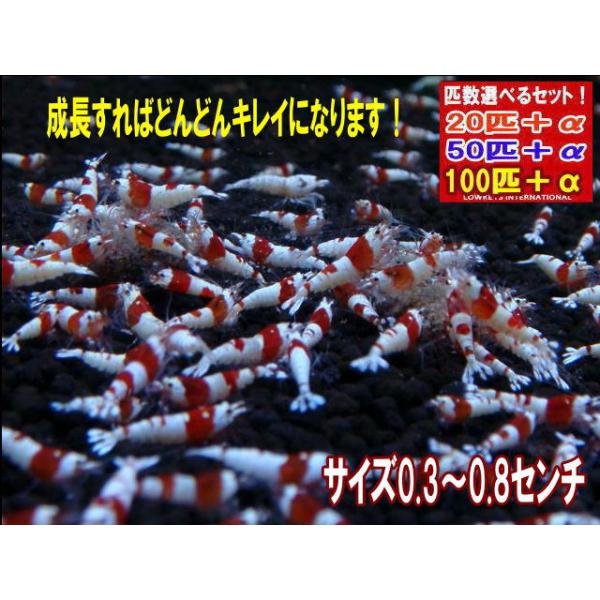【LOWKEYS】レッドビーシュリンプ PRLハイグレード稚えび 100匹＋αセット【ローキーズ】