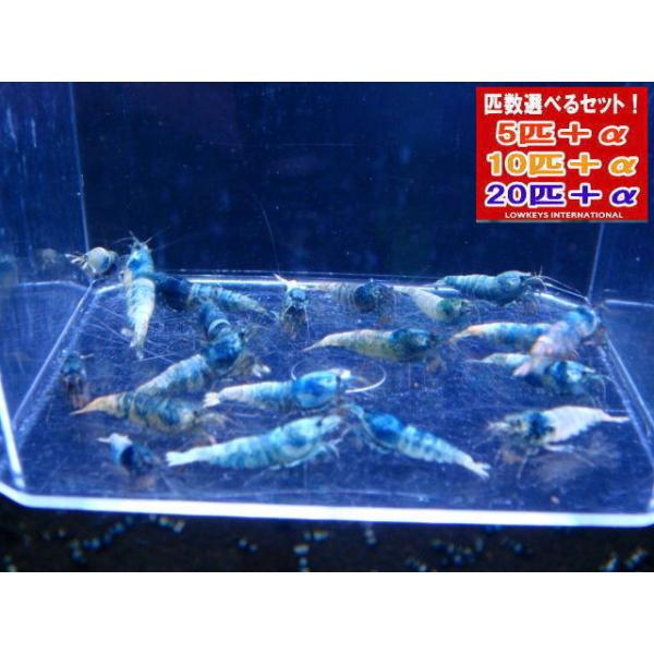 【発送対応可能！】　ターコイズシュリンプ　５匹５０００円 ターコイズシャドーシュリンプ 5匹 : AtWell アットウェルYahoo!店