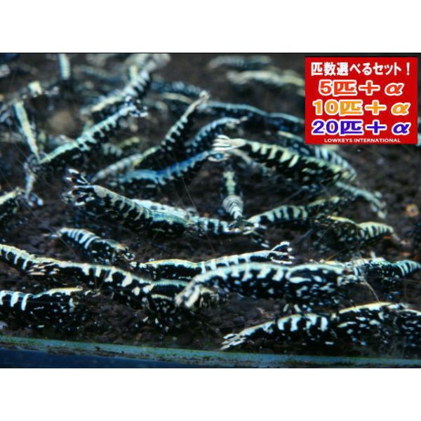 LOWKEYS】フィッシュボーンスノーフラワー20匹＋αセット【ローキーズ 