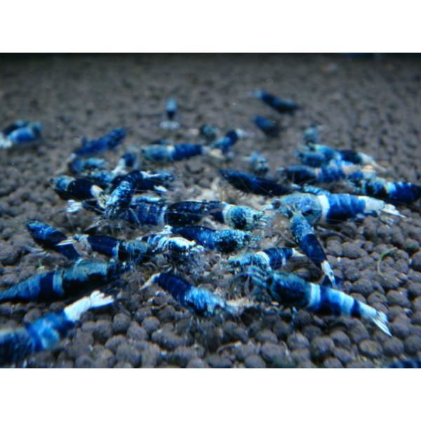 LOWKEYS】SAMURAI BLUE お宝ミックス サイズ小 10匹＋αセット