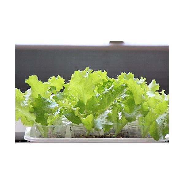 Splamp 24w 観賞用植物育成ｌｅｄ スポットライト 正規取扱店 白 赤 植物育成用660nmled使用 観賞用ライト 室内栽培 水耕栽培