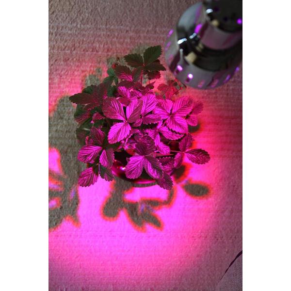 Splamp 5w 赤 青 植物育成ledライト E26 一般照明 植物育成用660nmled使用 出色 水耕栽培 小型スポットライト 室内栽培