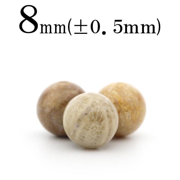 1������ �V�R�� �y�g���t�@�C�h�R�[���� �ۃr�[�Y 8mm t1903