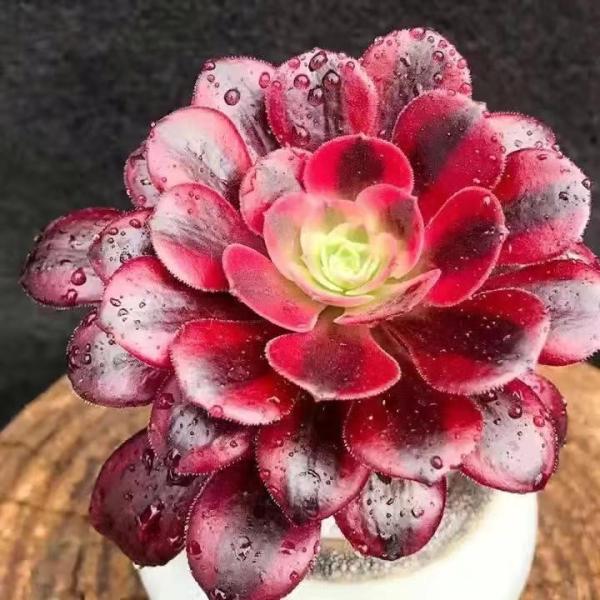 人気種！アエオニウム　メデューサ 多肉植物 寄せ植え アエオニウム属 メデューサ（大）10粒卸し