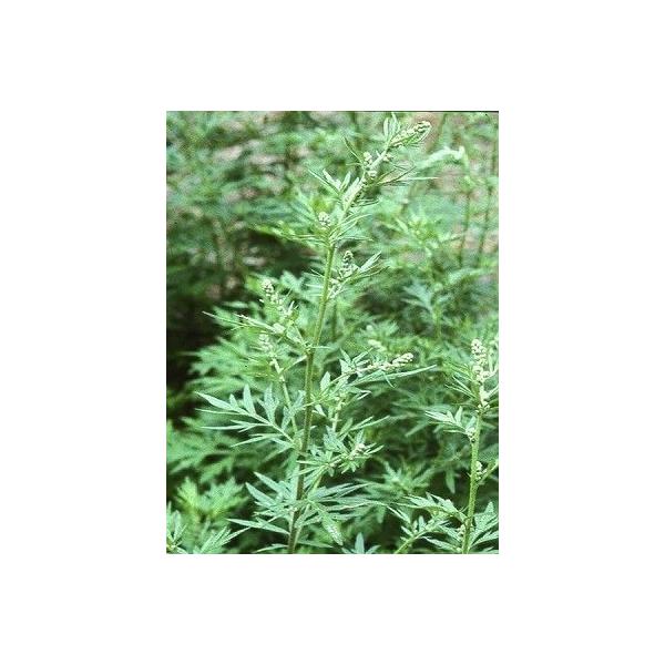 ハーブの女王 ヨモギ 150粒 3342 Luckyseed 通販 Yahoo ショッピング