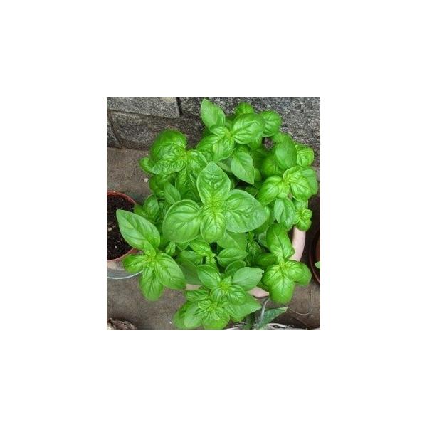 イタリアン バジル(大葉品種) 種 200粒 : Luckyseed - 通販 - Yahoo