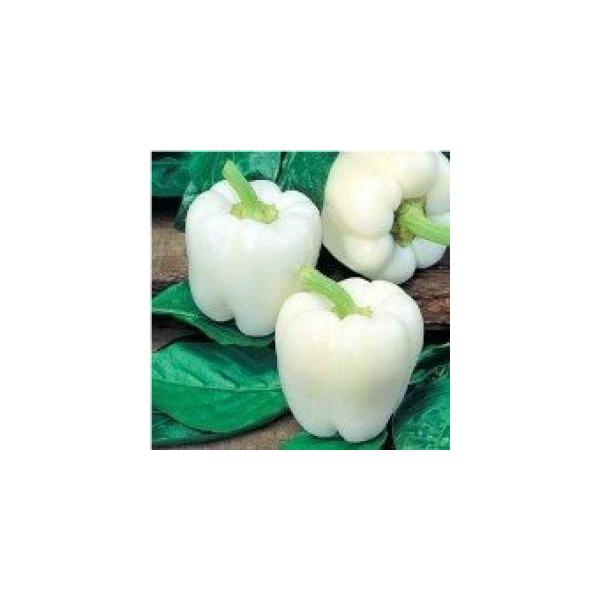 珍しい 白パプリカ 種 4粒 新品種 : Luckyseed - 通販 - Yahoo