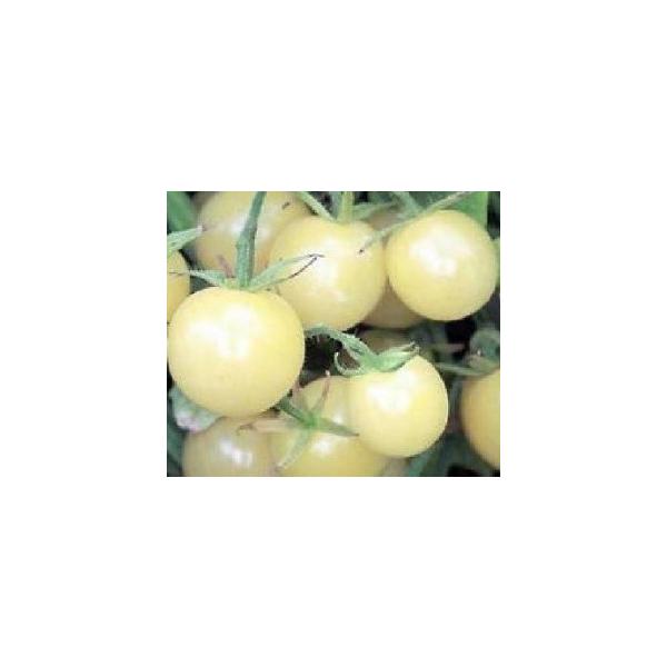 超甘い アイススノー ミニトマト 種 18粒 Buyee Buyee Japanese Proxy Service Buy From Japan Bot Online