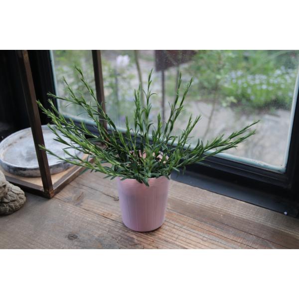 ダイアンサス デルトイデス アルブス