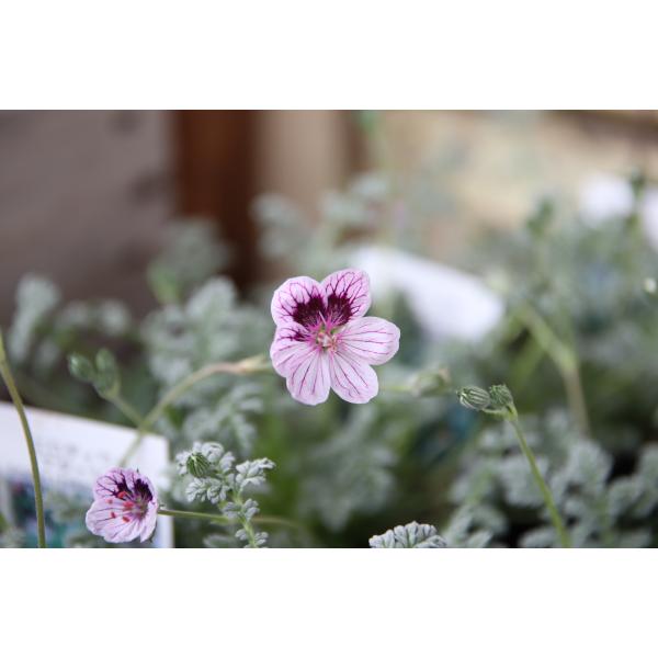 エロディウム　ナターシャ