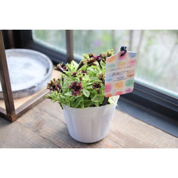 ペチュニア 湘南リプル プルンニャ