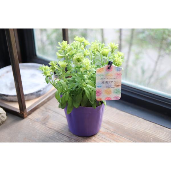 ペチュニア 湘南リプル ウーヴァ