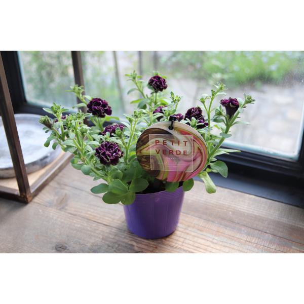 ペチュニア 湘南ヴェルデ