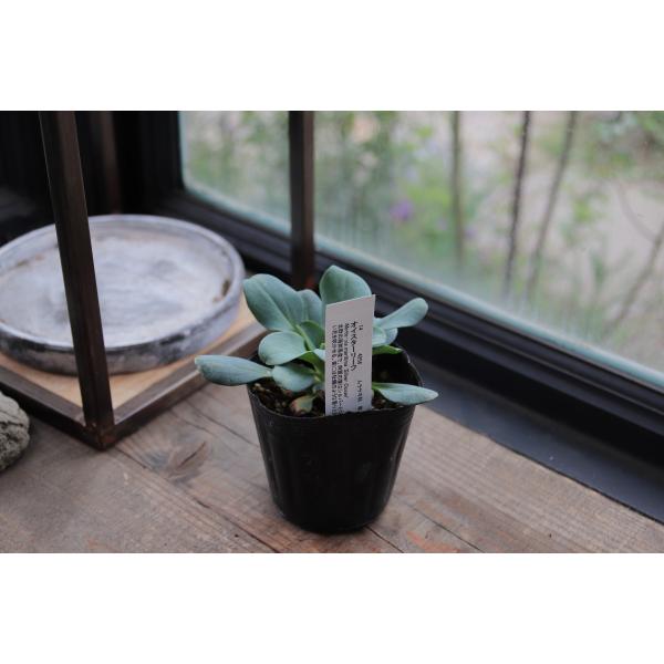 メルテンシア・マリティマ(オイスターリーフ)