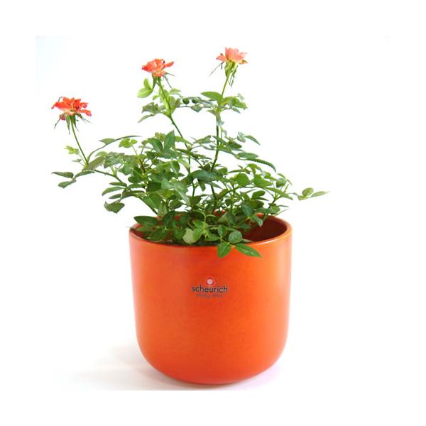 オランダ製cap! ストライプ鉢カバー 大小セット オランダ製cap