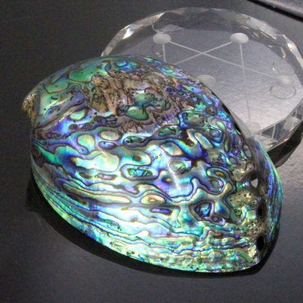 アバロンシェル パウアシェル 貝殻 ニュージーランド インテリア パウア貝 天然石 Buyee Buyee 日本の通販商品 オークションの代理入札 代理購入