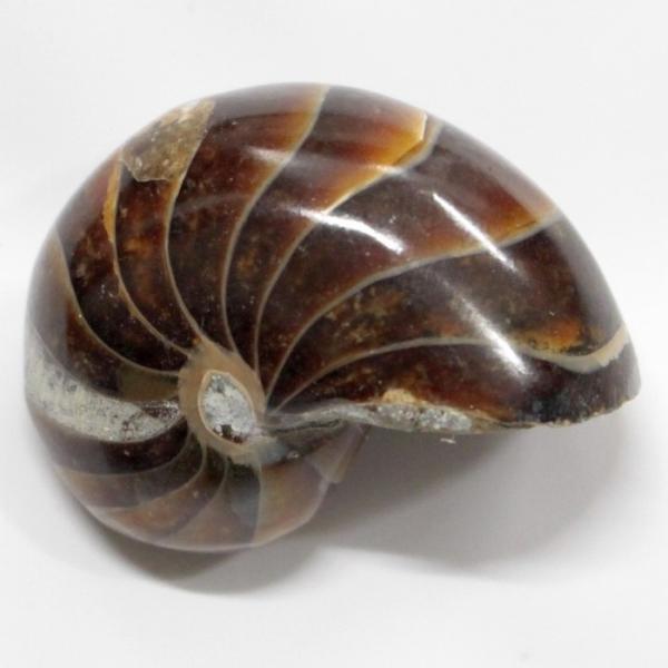 オウムガイ 化石 【一点物 限定品】 宝石 原石 置物 鉱石 古生物 標本 生きた化石 fossil 石 オウムガイ化石 オウムガイ オウム貝 アンモナイト 天然 一点物