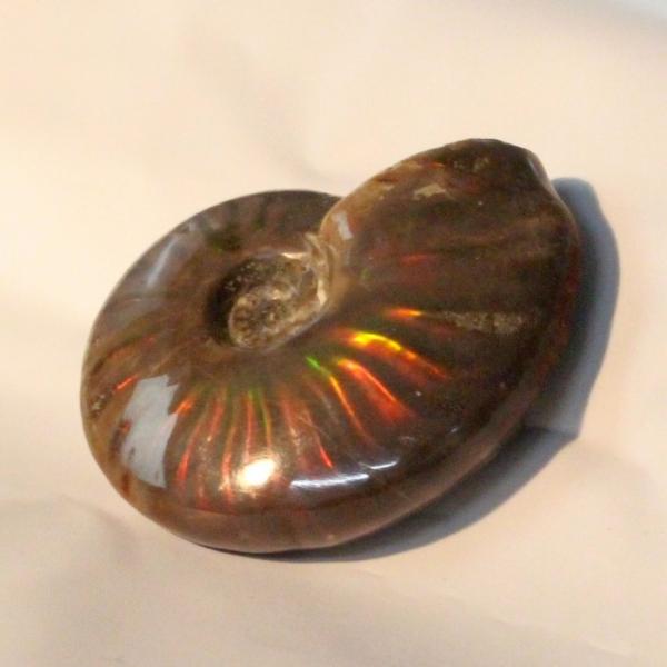 アンモナイト 化石 【レア 1点物】 宝石 原石 置物 鉱石 古生物 標本